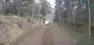 A bear attacked a car with tourists