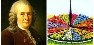 Цветочные часы Линнея: как растения помогают узнавать время (7 фото)