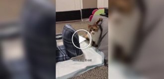 Кормушка для кошки-инвалида