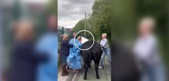 Школьница приехала на выпускной на корове