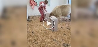 Happy Calves: When Life is Better Than Humans