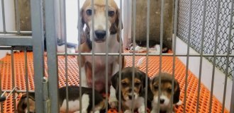 NIH Closes Last Lab After Decades of Cruel Experiments on Beagles (6 photos)