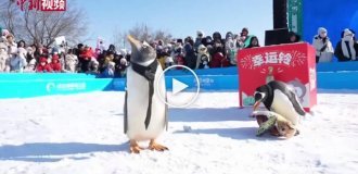 У китайському Харбіні пройшов щорічний парад пінгвінів