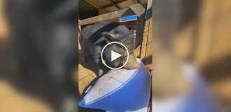 Нашел счастье: домашний кабанчик стал мегазвездой из-за реакции на подарок хозяйки