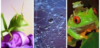 22 шедевральних приклади макрозйомки, що відкривають погляду невидимі всесвіти (23 фото)