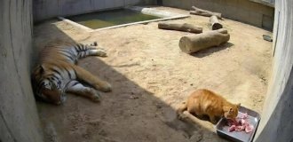 В мексиканском зоопарке наглый рыжий кот начал объедать бенгальского тигра (2 фото)