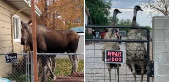 16 любопытных  и забавных случаев, когда надпись на табличке говорила одно,  а реальность показывала другое (18 фото)