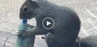 Британские белки подсели на вейпы