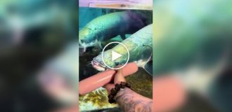 Арапайма: одна из самых крупных пресноводных рыб в мире