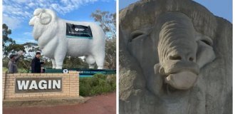 Giant ram Bart is the great pride of the continent (9 photos)