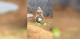 Тимона и Пумбу нашли в дубайском зоопарке