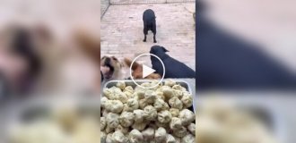 Собаки пришли на завтрак