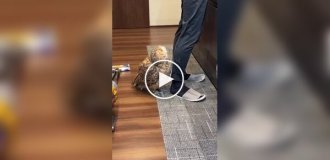 Недовольная, но культурная сова