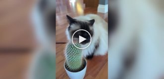 Кот использует кактус в качестве чесалки