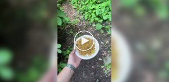 Это и есть самое хитрое животное или так и задумывалось