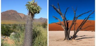 Strange and Amazing Plants of Namibia (15 photos)