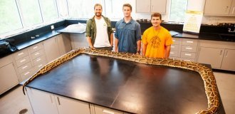 Бирманский питон: тысячи гигантских змей ломают природу США (7 фото)