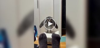 Реакция совы на ноги в носках
