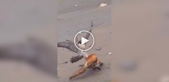 Необычная схватка: лиса сумела увернуться от сокола три раза подряд