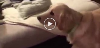 Мужчина надел костюм в виде любимой игрушки своего пса