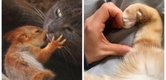 20+ cats that love everyone and everything (21 photos)