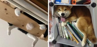 15 pets who found the perfect places to relax (16 photos)