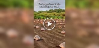 Массовое гнездование морских черепах на пляже Коста-Рики