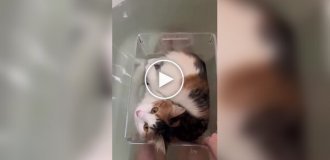 An original way to lie in the bath with a cat