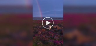 Белые медведи среди цветов