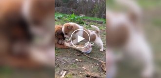 Two puppies fighting over a large bone