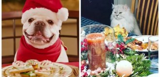 30+ pets at the New Year's table and in a festive atmosphere (31 photos)