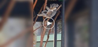 A male koala who can take someone else's girl away