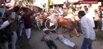 Unusual back massage practiced by residents of an Indian village - cows walk on them