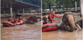 More than 100 elephants had to be urgently evacuated in Thailand (2 photos + 3 videos)