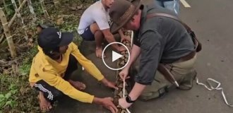 В Індонезії знайшли рекордного сітчастого пітона довжиною 7,2 метра