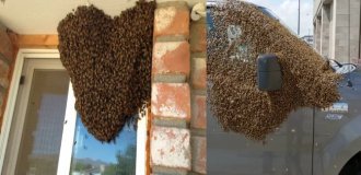 Роіння бджіл: навіщо трудяги масово виселяються з вулика? (10 фото)