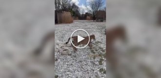 Гепарды гоняются за мячом