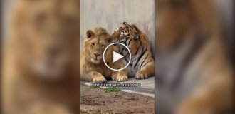 Все коты одинаковые