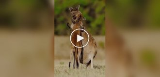 Самка кенгуру воссоединилась с детенышем