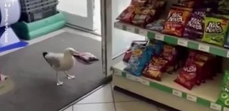 В Великобритании  чайке официально запретили приходить в магазин, потому  что она постоянно воровала чипсы (2 фото + 1 видео)