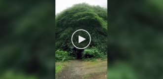 Тайная комната под кроной