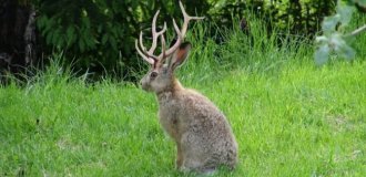 Horned Hares Really Exist in Nature! (10 photos)