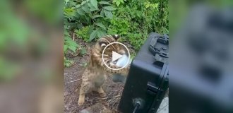 Дикий котенок играет с фотоловушкой