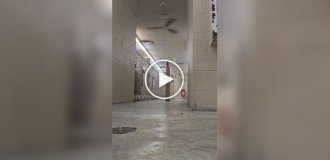 Гудини на четырех лапах: пес сумел обмануть охрану и сбежать из собачьего приюта