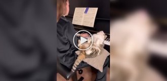 Главный ценитель прекрасного