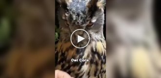 Очаровательные совы