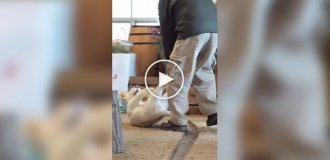 Забавная игра со львенком попала на видео