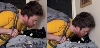 Cat tries to avoid a kiss (2 photos + 1 video)
