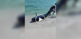 Vacationers saved a beached shark