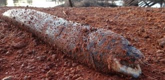 Lepidosiren: formally - a fish. In fact, it’s something completely different (10 photos)